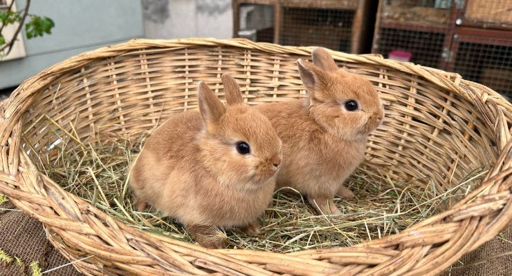 Isparta Büyümeyen Tavşan