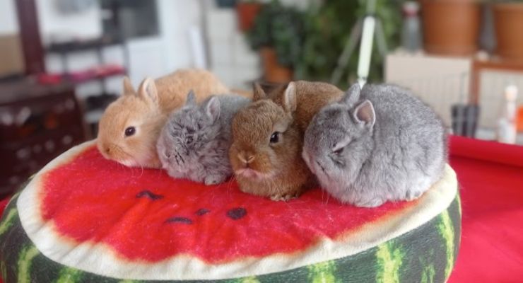 Isparta Cins Tavşan