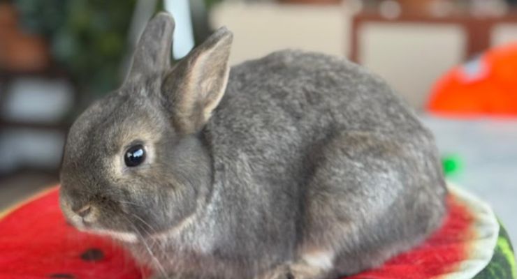 Isparta Ev Tavşanı