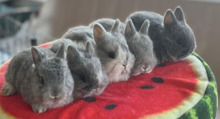 Isparta Evcil Tavşan