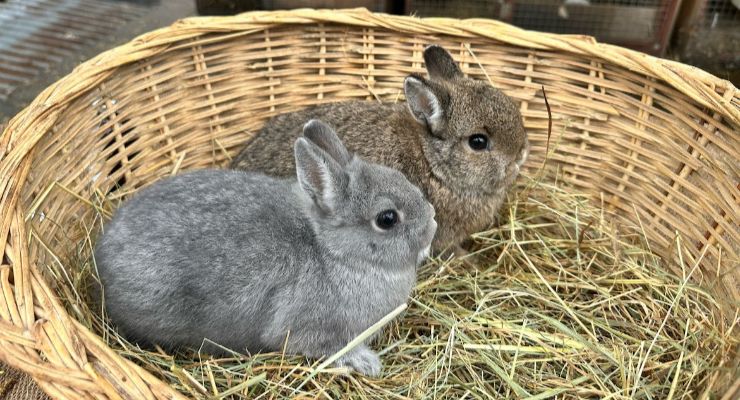 Isparta Yavru Tavşan