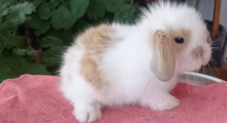 Isparta Hollanda Lop Tavşan